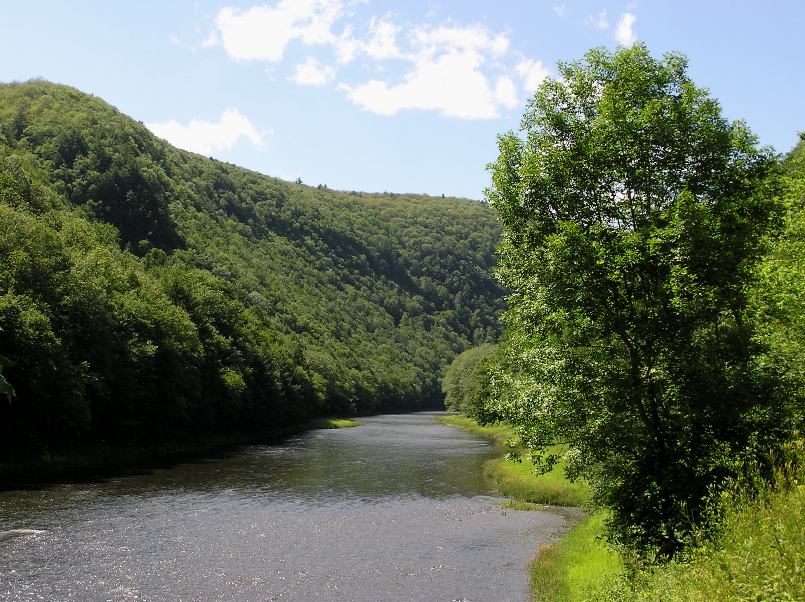A higher view of the creek, surrounded by greenery