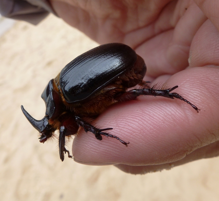 Rhinoceros beetle on my finger