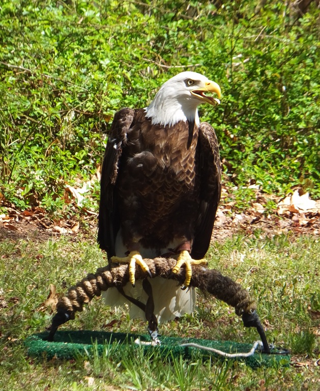 Bald eagle