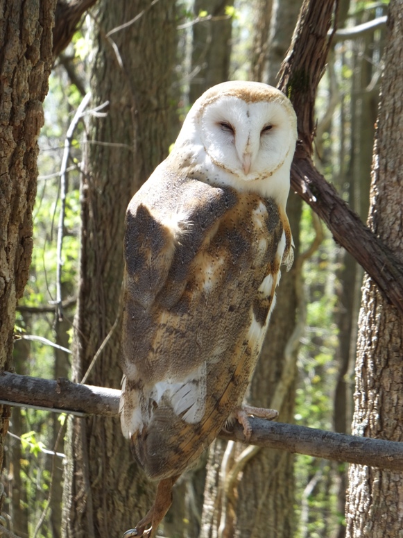 Barn owl