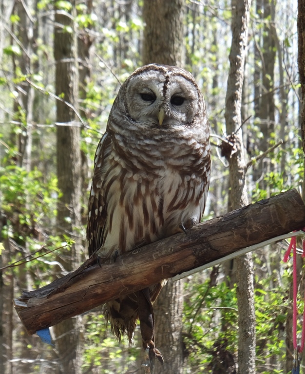 Barred owl
