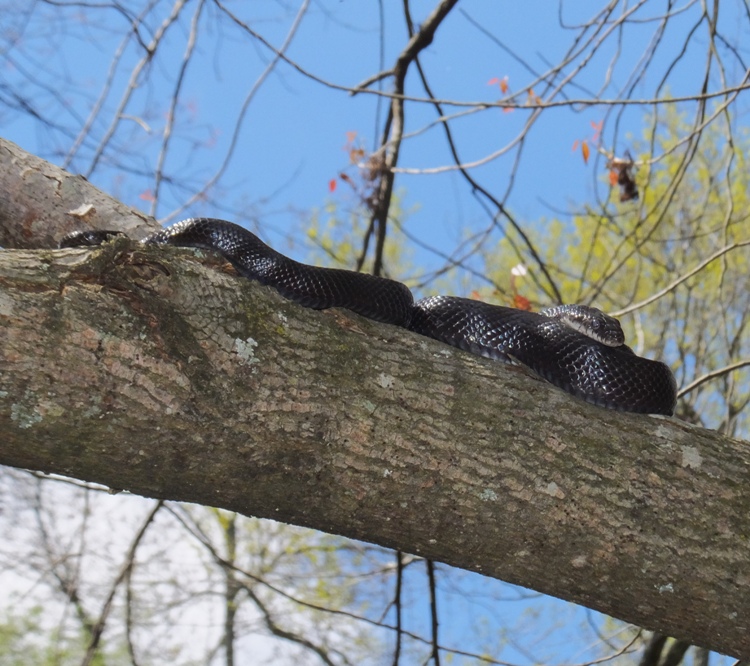 Black snake in tree