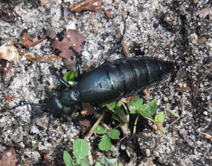 Blister beetle