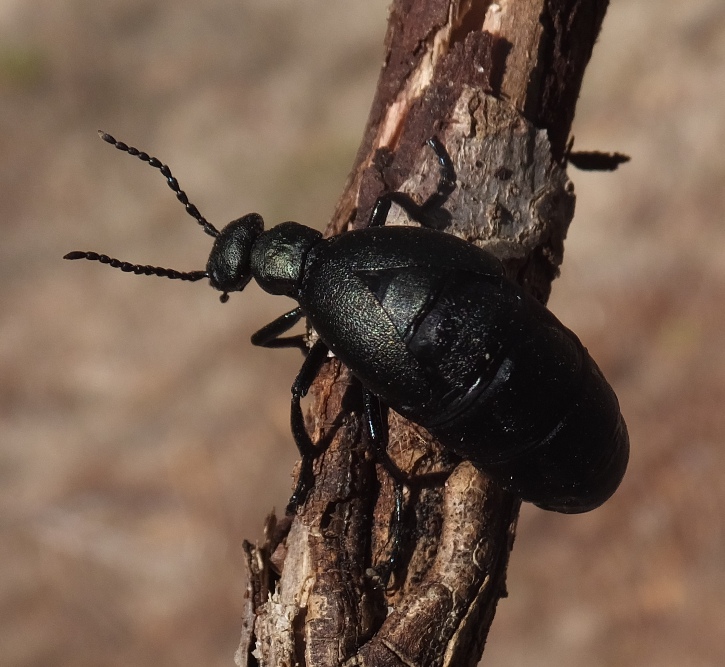 Same blister beetle