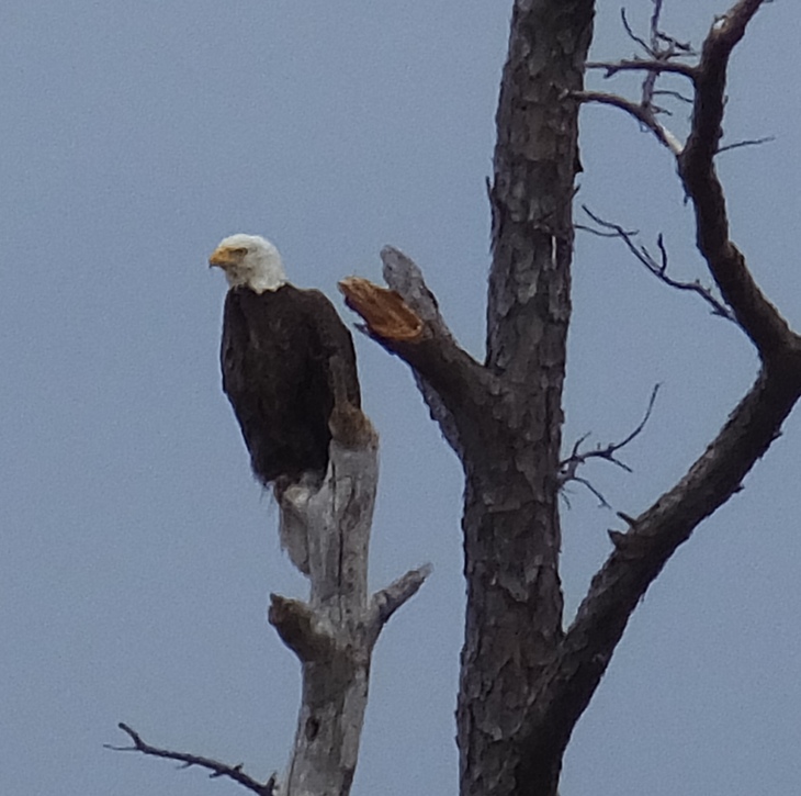 Bald eagle in tree