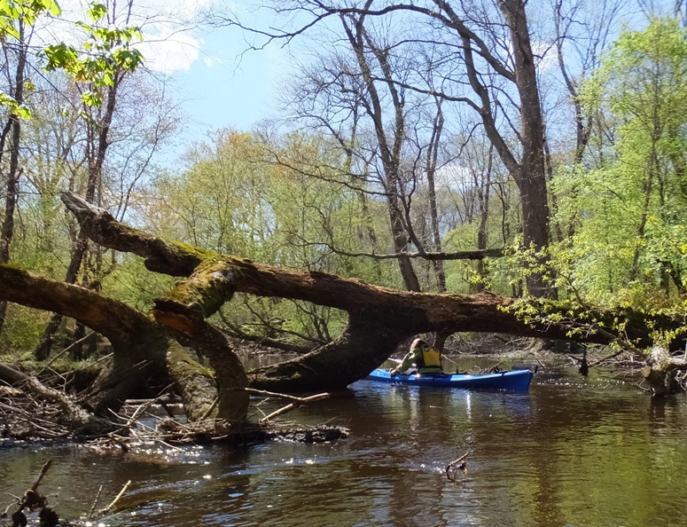 Norma paddles under a log