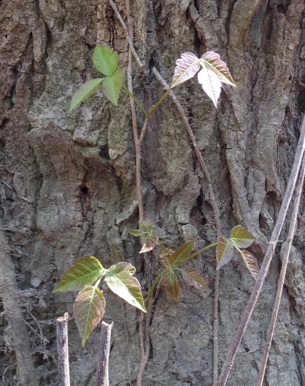 Poison ivy growing on a tree