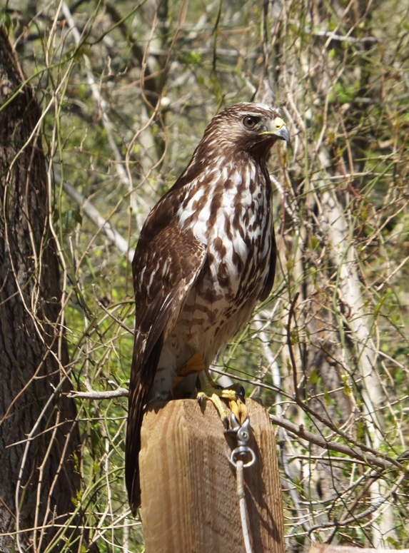 Red-shouldered hawk