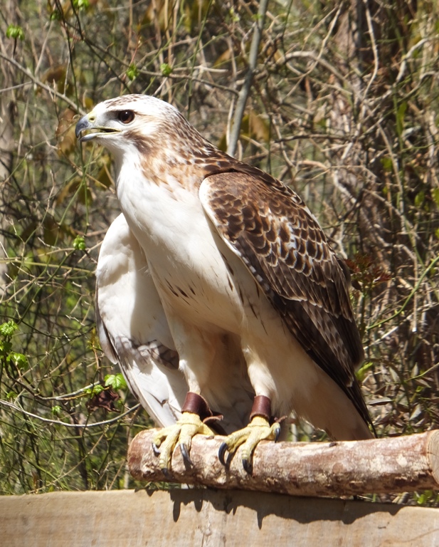 Leucistic red-tailed hawk