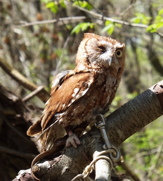 One-eyed screech owl