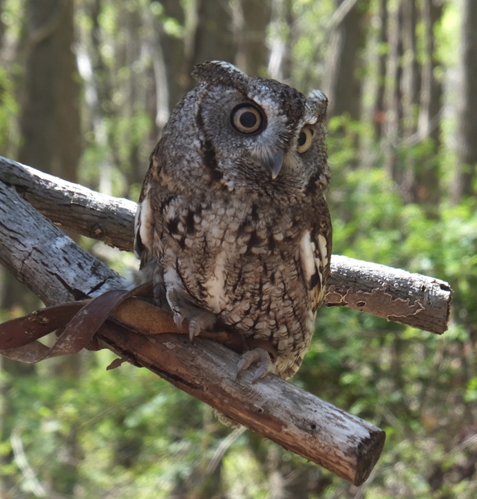 Screech owl with both eyes