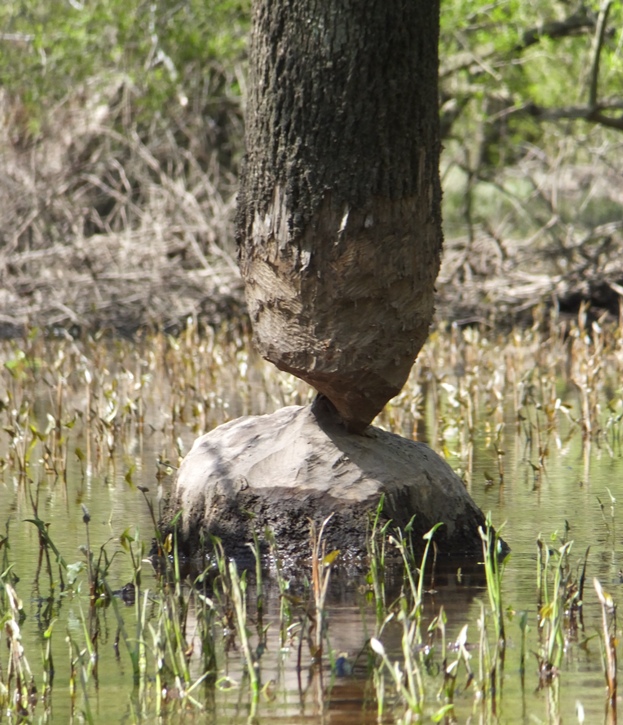 Heavily gnawed tree