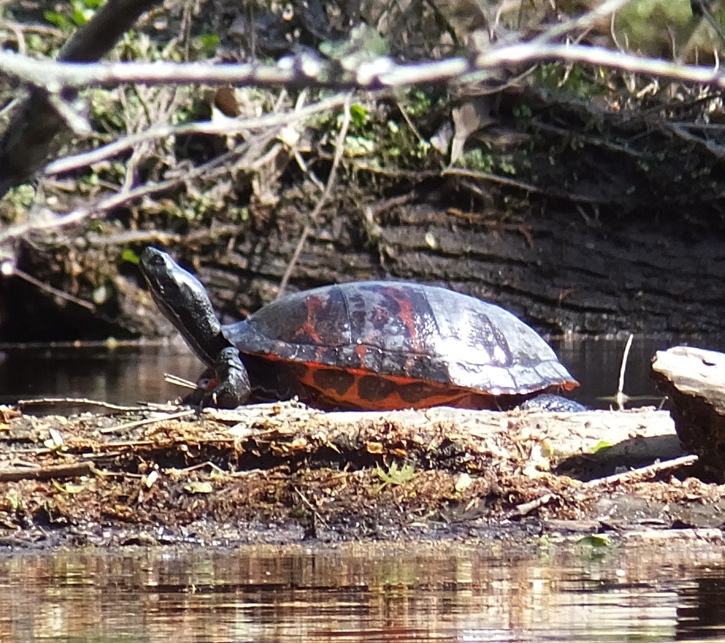 Turtle on log with neck outstretched