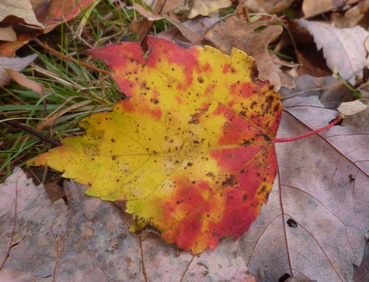 Red and yellow leaf
