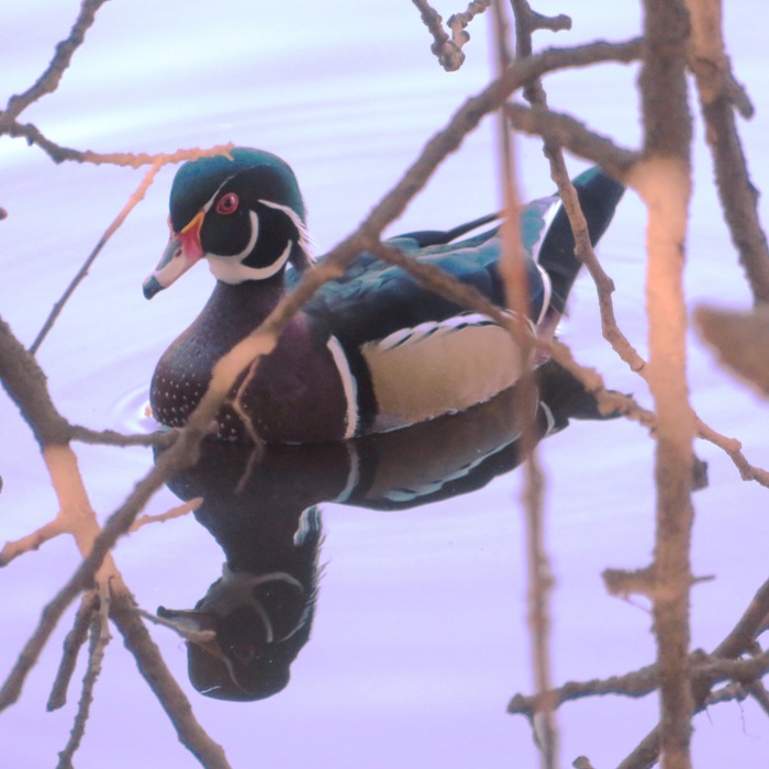 Male wood duck on Laguna Creek