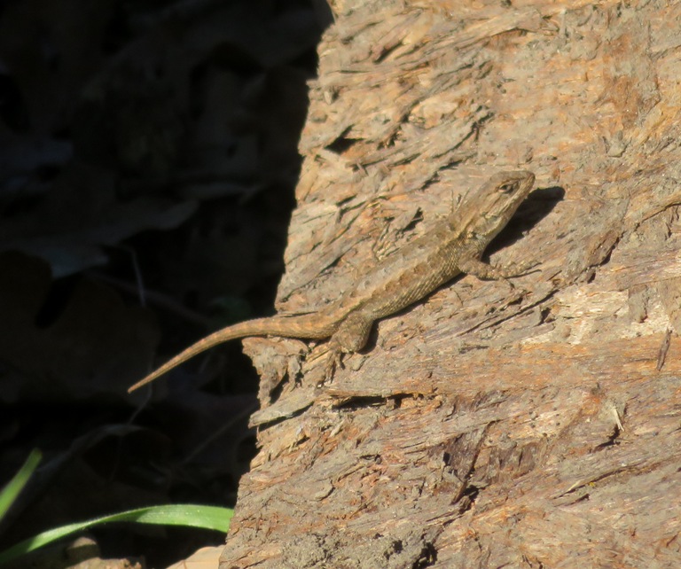 Fence lizard