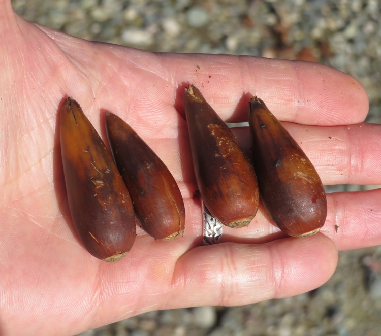 Four live oak acorns