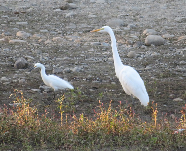 Two egrets, large and small, but not of the same genus