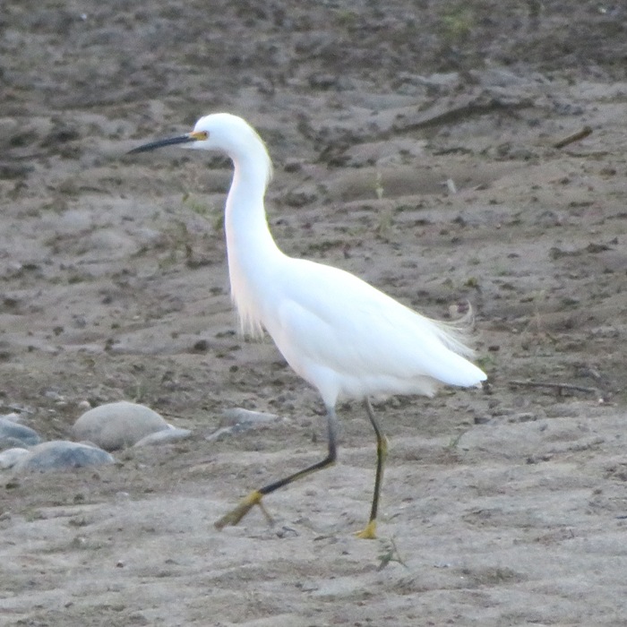 Snowy egret walking