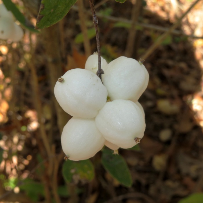 Snowberries in the California Native Habitat Martha Walker Garden