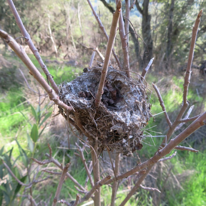 Small bird nest in small tree