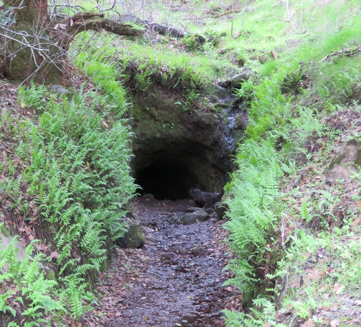 Fern-lined cave with small opening