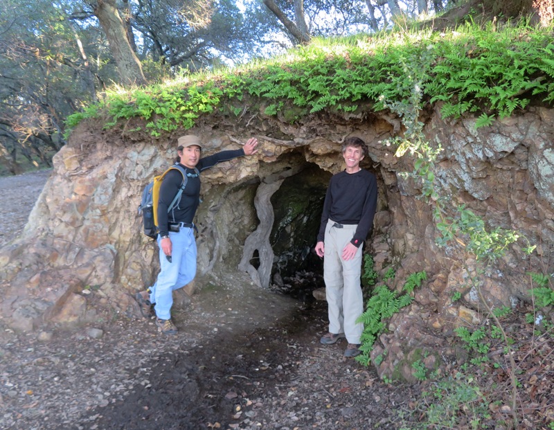 Fern-lined cave with small opening