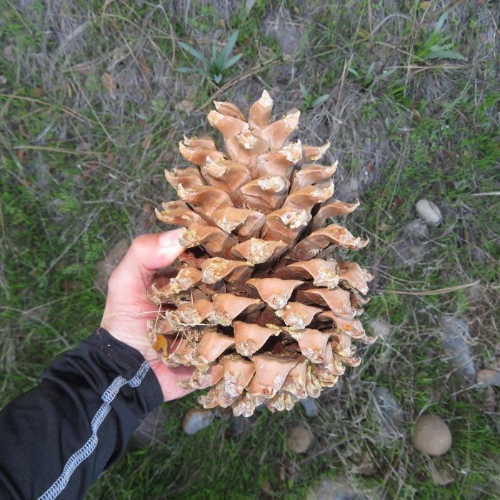 Holding a big pine cone