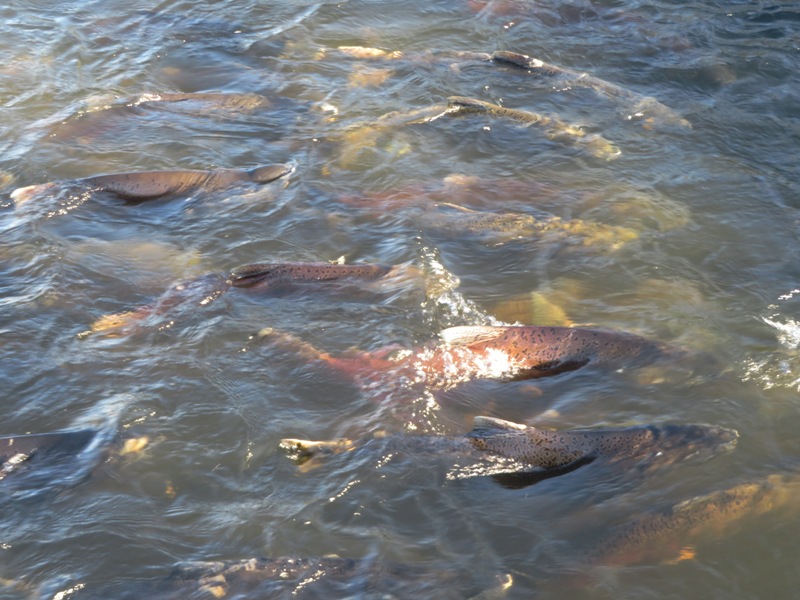 Nimbus Fish Hatchery