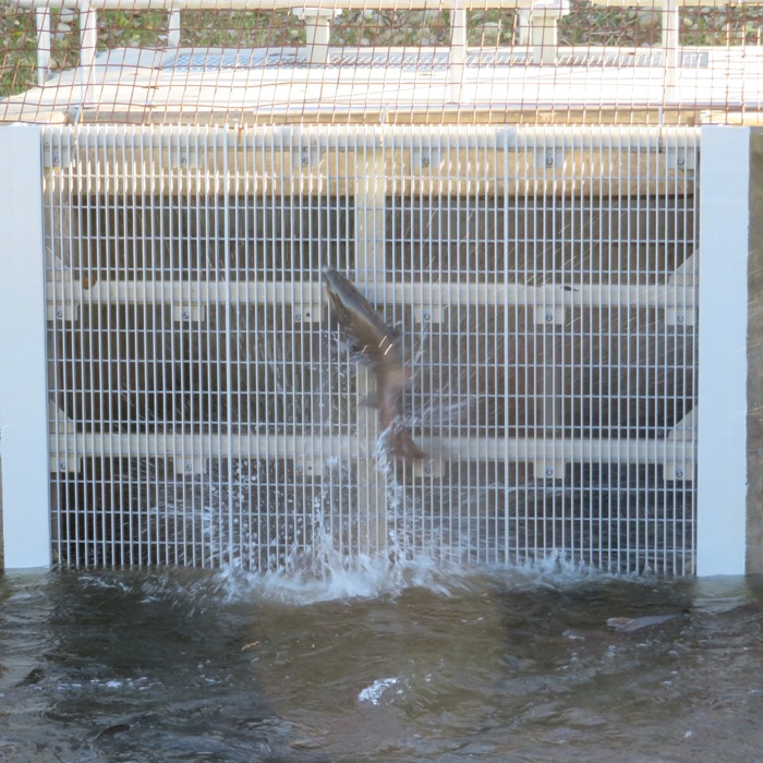 Fish jumping out of the water, trying to get to the ladder