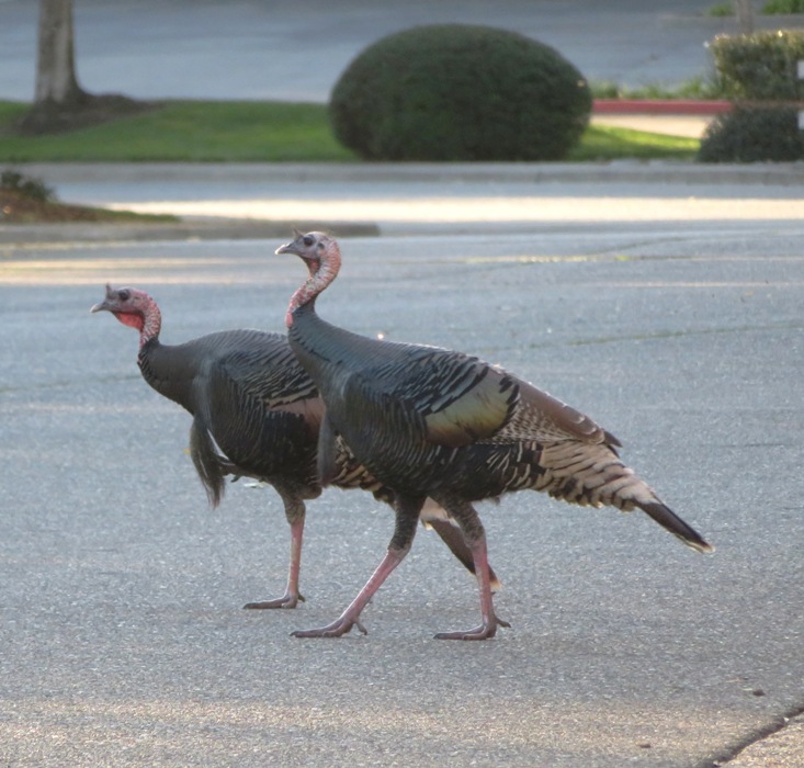 Wild turkeys crossing the road in Folsom