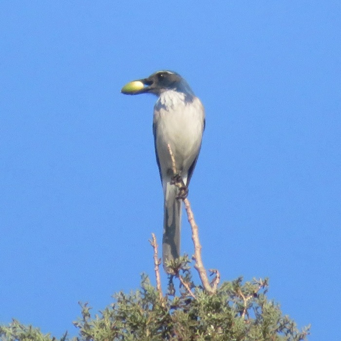 Scrub jay with an acorn in its mouth