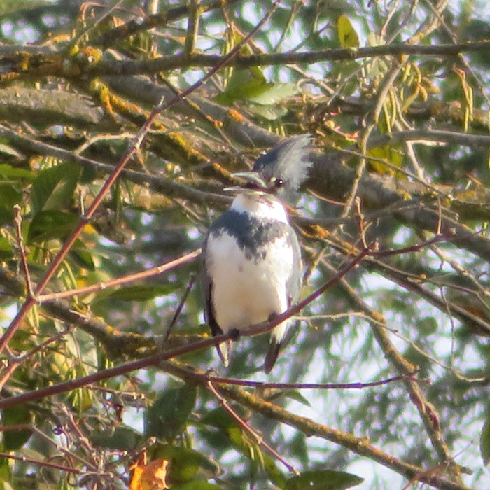 Belted kingfisher