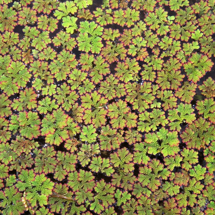 Mosquito fern