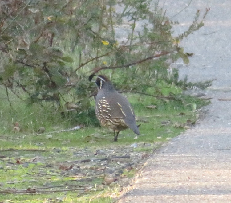 Male California quail
