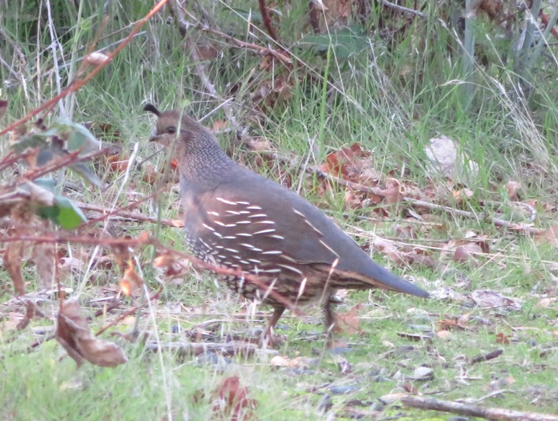 Female California quail