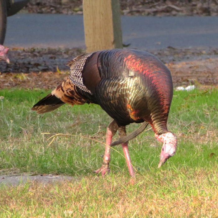 Wild turkey pecking at the ground