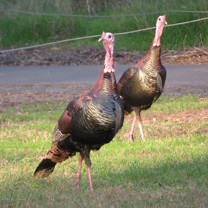 Two wild turkeys