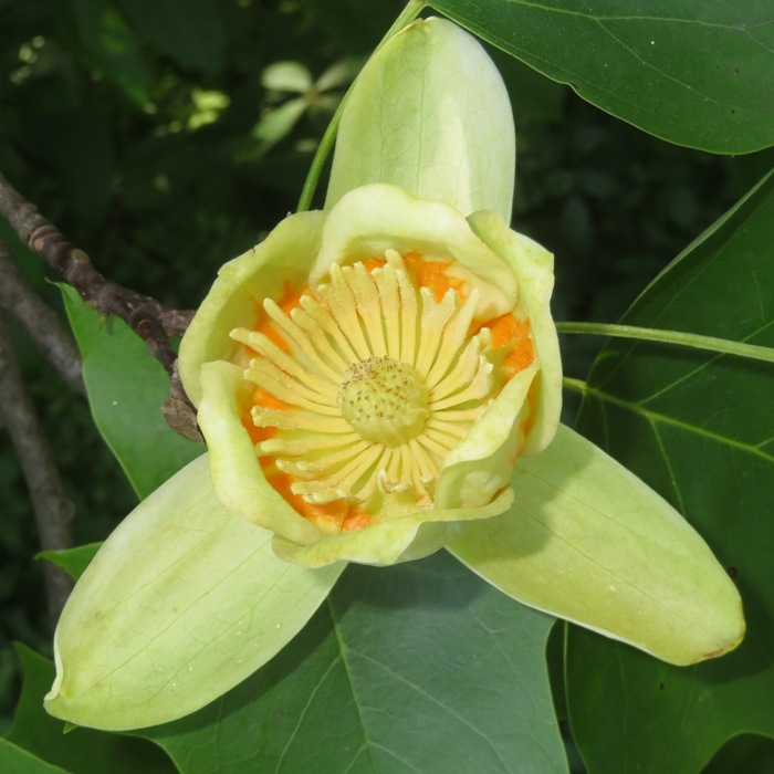 Tulip poplar flower