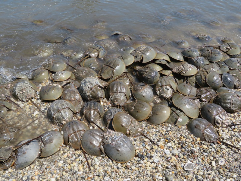 Overhead view of numerous horseshoe crabs