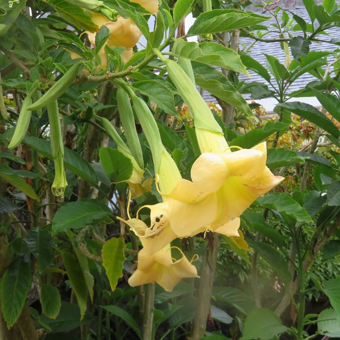 Angel's trumpet flowers