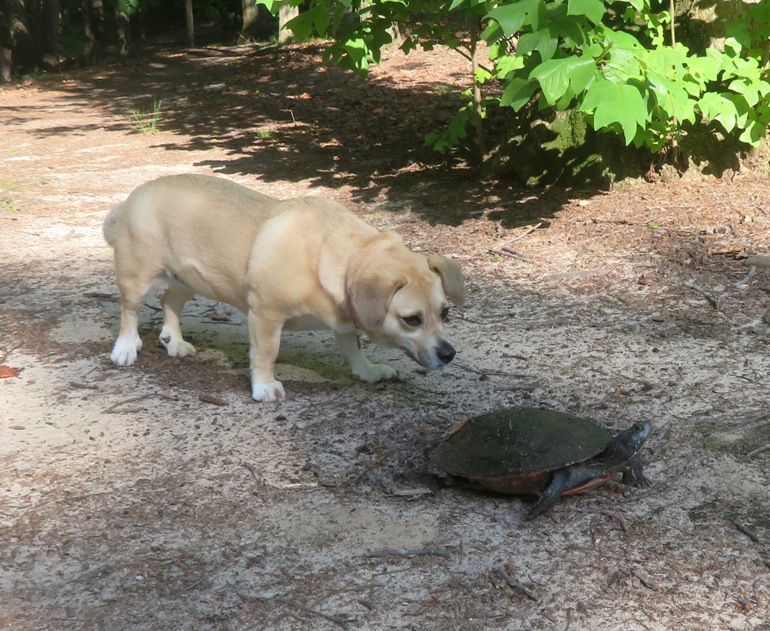 Daphne looking at turtle on trail