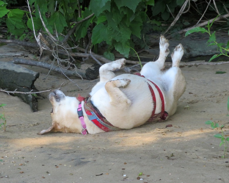 Daphne rolling in the sand