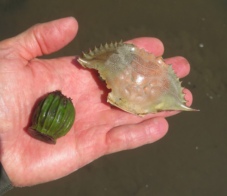 Spatterdock seed pod and piece of crab in my hand