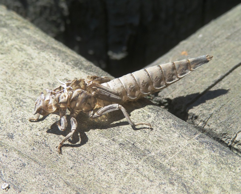 Dragonfly exuvia