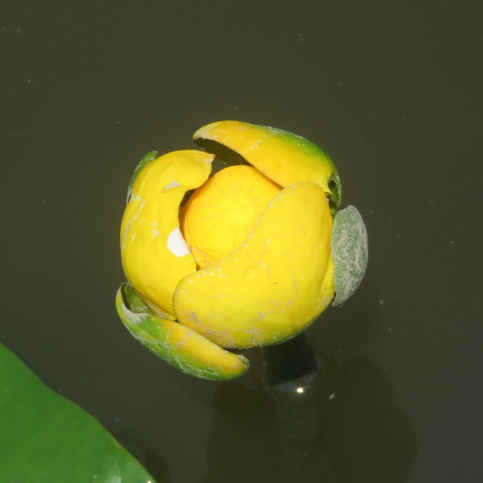 Yellow spatterdock flower