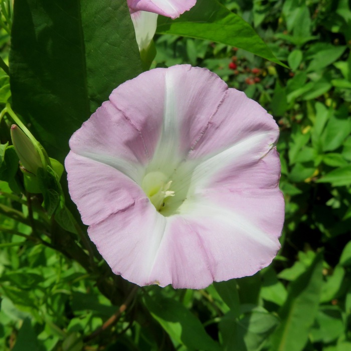 Pink and white bindweed flower