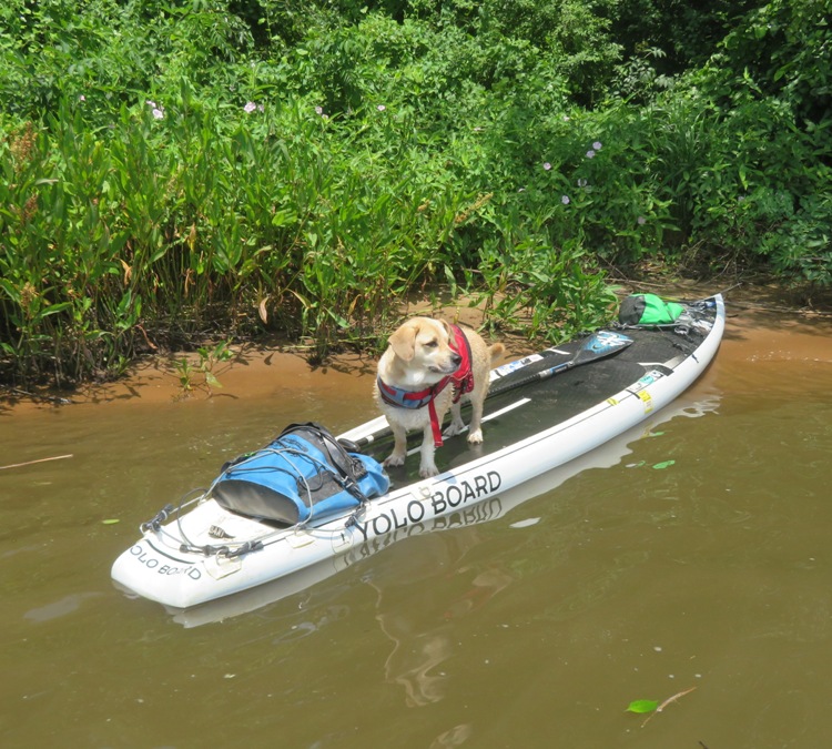 Daphne on SUP without me