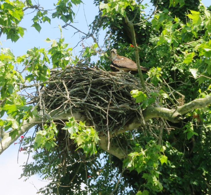 Osprey in nest in tree