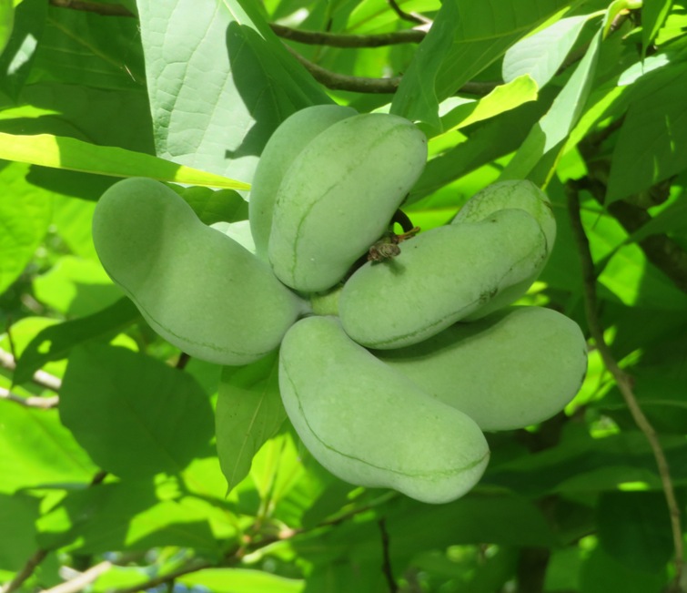Paw paws